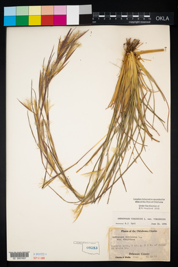 Andropogon virginicus var. virginicus image
