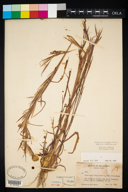 Andropogon virginicus var. virginicus image