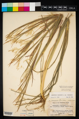 Andropogon virginicus var. virginicus image