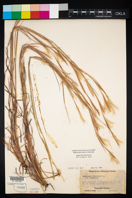 Andropogon virginicus var. virginicus image