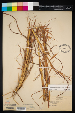 Andropogon virginicus var. virginicus image