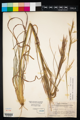 Andropogon virginicus var. virginicus image