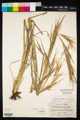 Andropogon virginicus var. virginicus image