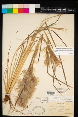 Andropogon virginicus var. abbreviatus image