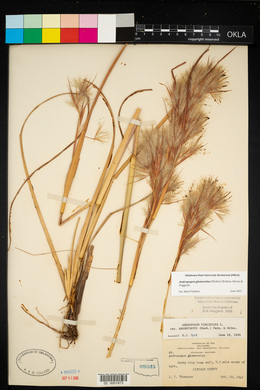 Andropogon virginicus var. abbreviatus image