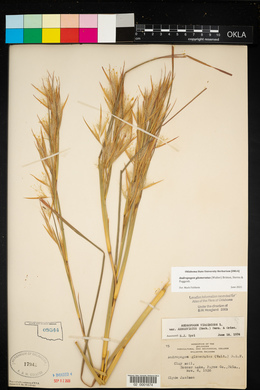 Andropogon virginicus var. abbreviatus image