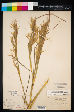 Andropogon virginicus var. abbreviatus image