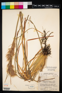 Andropogon virginicus var. abbreviatus image