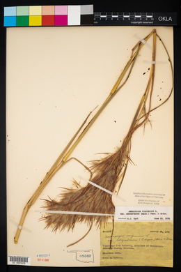 Andropogon virginicus var. abbreviatus image