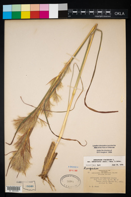 Andropogon virginicus var. abbreviatus image