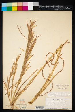 Andropogon virginicus var. virginicus image