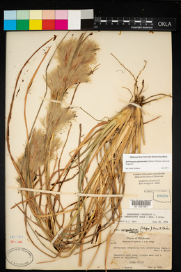 Andropogon virginicus var. abbreviatus image