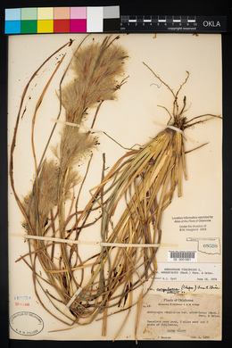 Andropogon virginicus var. abbreviatus image