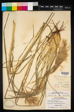 Andropogon virginicus var. abbreviatus image