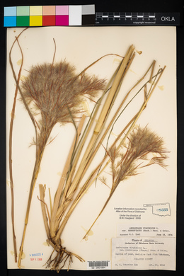 Andropogon virginicus var. abbreviatus image