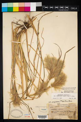 Andropogon virginicus var. abbreviatus image