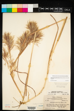 Andropogon virginicus var. abbreviatus image