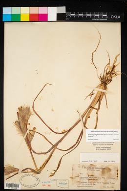 Andropogon virginicus var. abbreviatus image