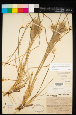 Andropogon virginicus var. abbreviatus image