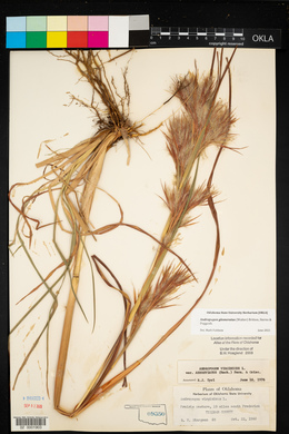 Andropogon virginicus var. abbreviatus image