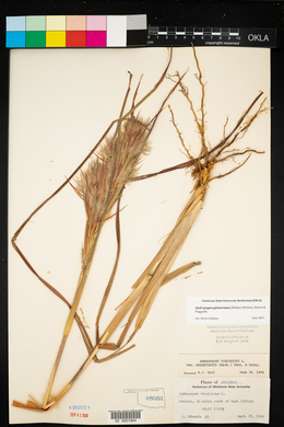 Andropogon virginicus var. abbreviatus image