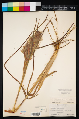 Andropogon virginicus var. abbreviatus image