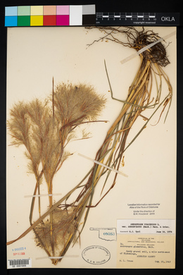 Andropogon virginicus var. abbreviatus image