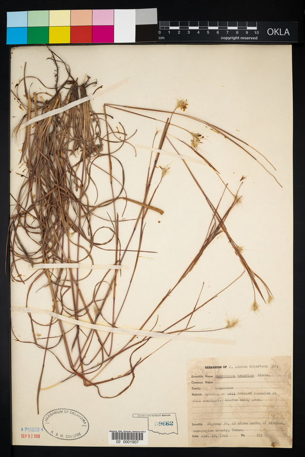 Andropogon ternarius image