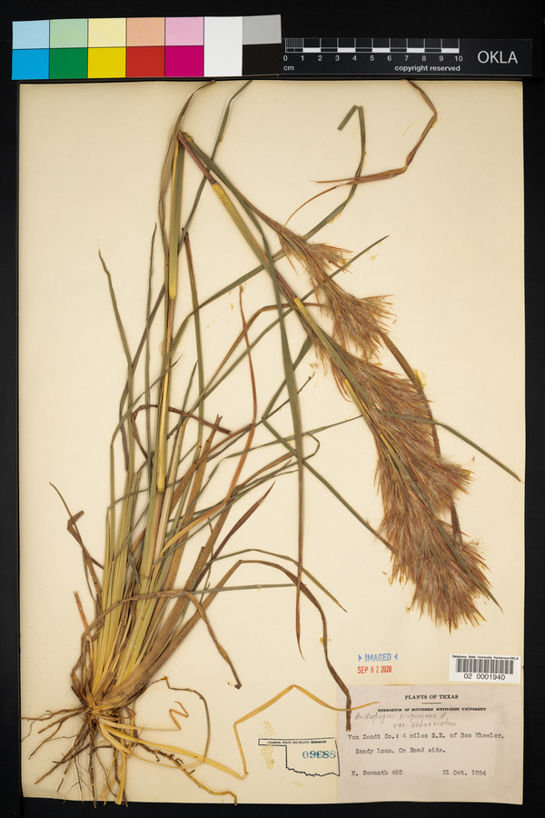 Andropogon virginicus var. abbreviatus image