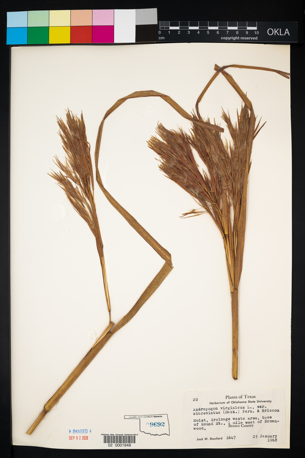 Andropogon virginicus var. abbreviatus image