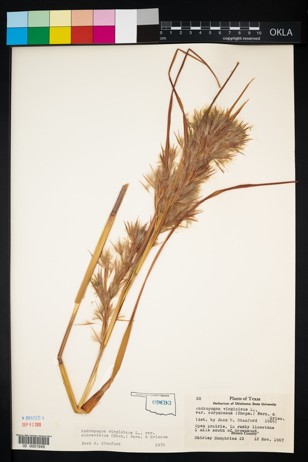Andropogon virginicus var. abbreviatus image