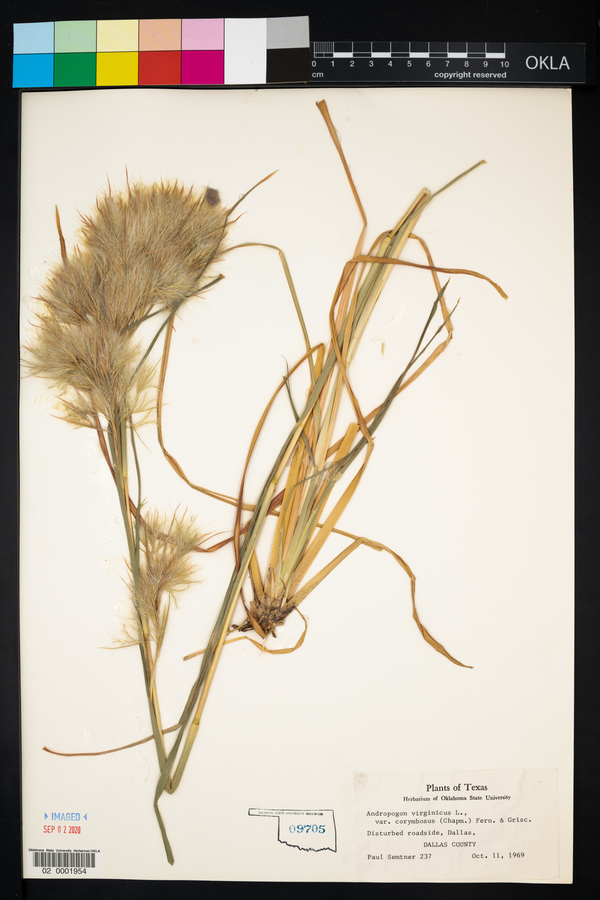 Andropogon virginicus var. corymbosus image