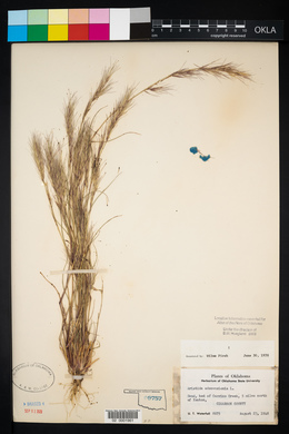 Aristida adscensionis image