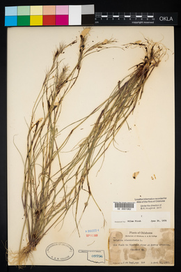 Aristida adscensionis image