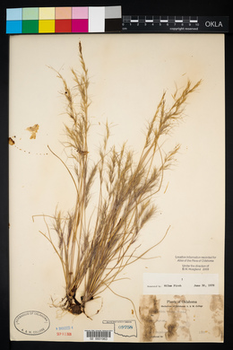 Aristida adscensionis image