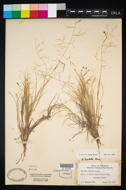 Aristida havardii image