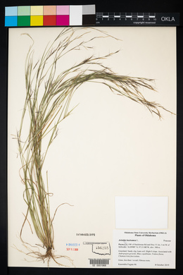 Aristida basiramea image