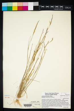 Aristida dichotoma image