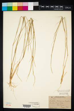 Aristida basiramea image