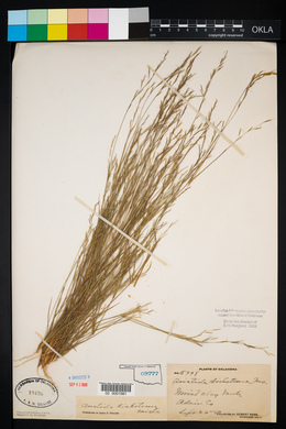 Aristida dichotoma image