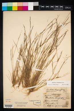 Aristida dichotoma image