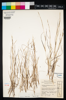 Aristida dichotoma image