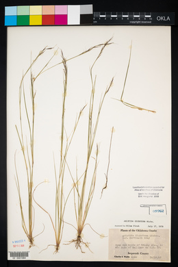 Aristida dichotoma image