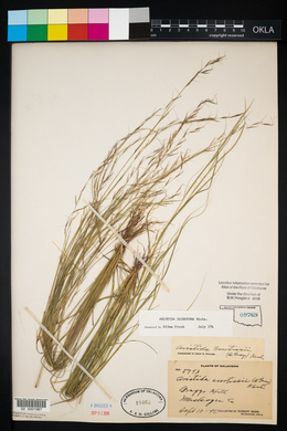 Aristida dichotoma image