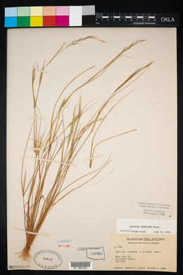 Aristida dichotoma image