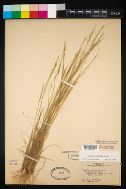 Aristida dichotoma image