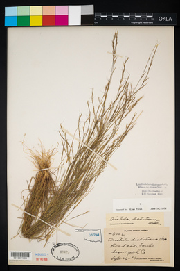 Aristida dichotoma image