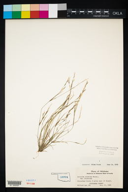 Aristida dichotoma image