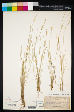 Aristida dichotoma image