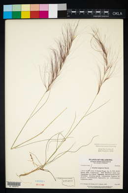 Aristida purpurea var. longiseta image